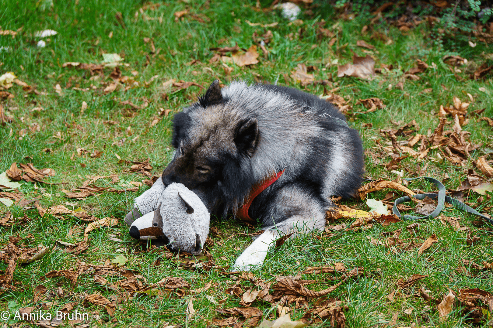 Q kuschelt mit Waschi